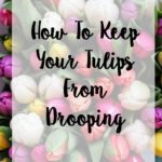 Keep Tulips From Drooping