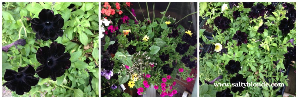Black Petunia Collage