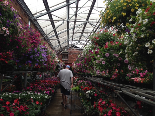 Greenhouse flowers
