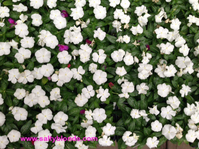white impatiens