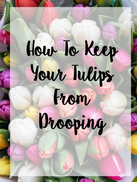 Keep Tulips from Drooping